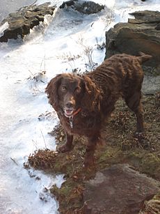 Boykin Spaniel Winter