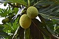 Breadfruit 4