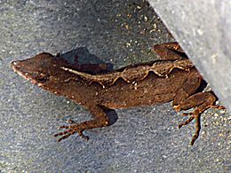 Brown Anole, Florida