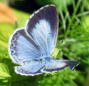 Celastrina argiolus1