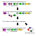 Class switch recombination