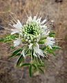 Cleome serrulata white