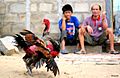 Cock fighting in Vietnam