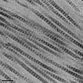 Collagen fibrils in rabbit skin