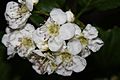 Crataegus douglasii 9820