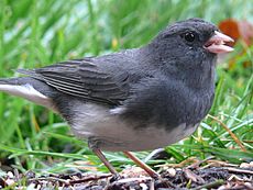 Dark-eyed Junco-27527-3