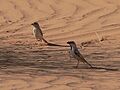 Desert sparrow pair