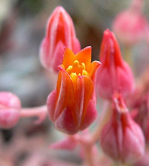 Dudleya cymosa 2.jpg