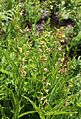 Epipactis gigantea meadow-clump