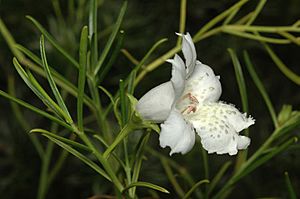 Eremophila polyclada.jpg