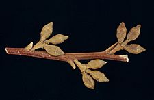 Eucalyptus imlayensis buds