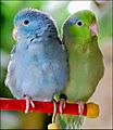Female Blue and Male Green Pacific Parrotlets