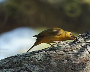 Female Summer Tanager (7093902581).jpg