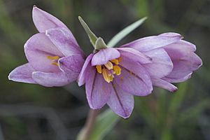 Fritillaria pluriflora.jpg