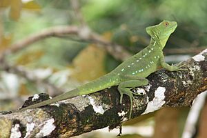 Green basilisk female.JPG