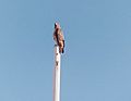 Hawk on pole