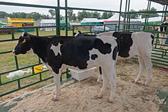 Holstein Friesian cows in Belarus