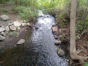 Hutchinson River - Wild-looking Section Upstream of Reservoir 3