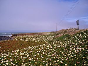 Iceplant