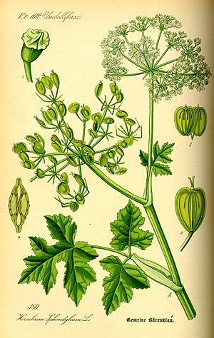 Illustration Heracleum sphondylium0