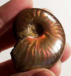 IridescentAmmonite