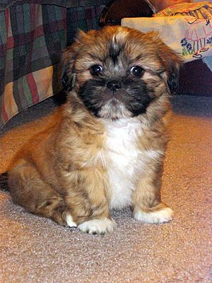 Lhasa Apso Puppy Mochi