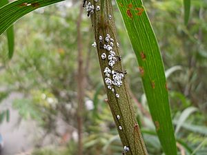 Life on the wattle (3124181875)