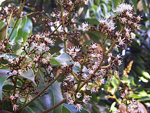 Litchi chinensis flowers 01