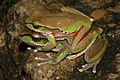 Litoria citropa in amplexus