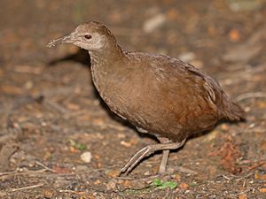 Lord Howe Woodhen 3.jpg