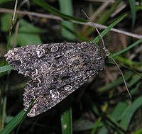 Mamestra brassicae