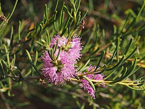 Melaleuca ctenoides.jpg