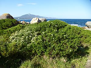 Melaleuca microphylla (habit).JPG