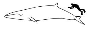 Minke whale size.svg