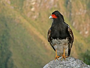 Mountain caracara