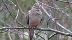 Mourning Dove