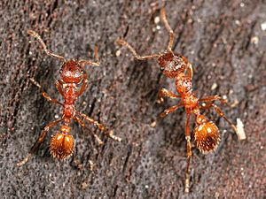 Myrmica-rubra-workers