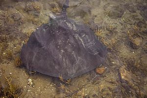 Narooma stingray