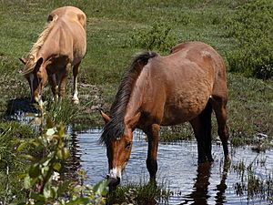 New Forest Ponies