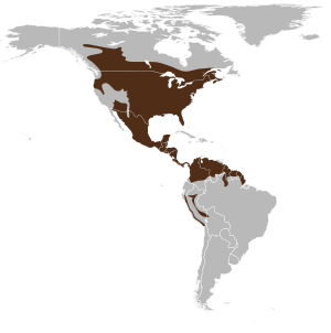 Odocoileus virginianus map.svg