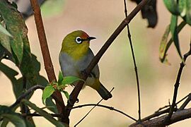 Oriental White-eye from Maharashtra