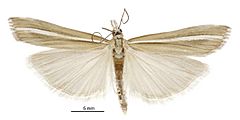 Orocrambus paraxenus male.jpg