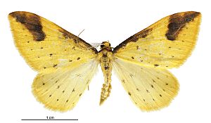 Orthoclydon chlorias male.jpg