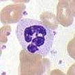 PBNeutrophil