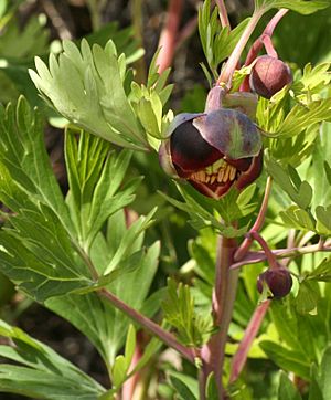 Paeonia californica 2320679478.jpg