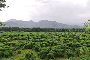 Peach orchard matta swat