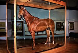 Phar Lap mount