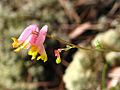 Pink Corydalis