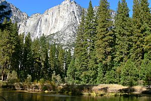 Pinus ponderosa Yosemite 2