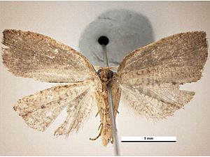 Planotortrix octo male ventral.jpg